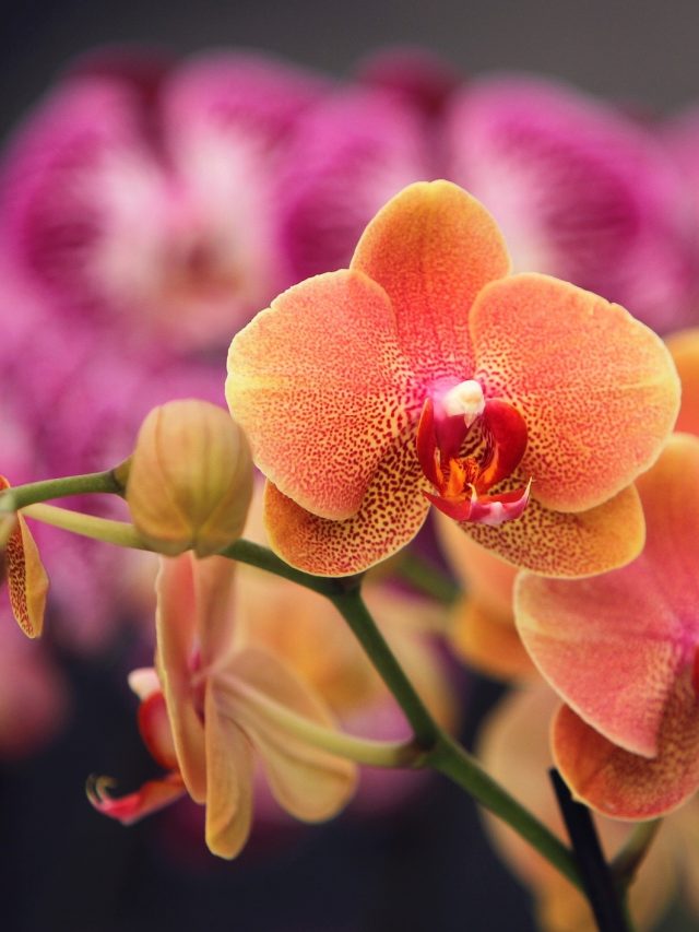 Como plantar orquídeas da forma correta