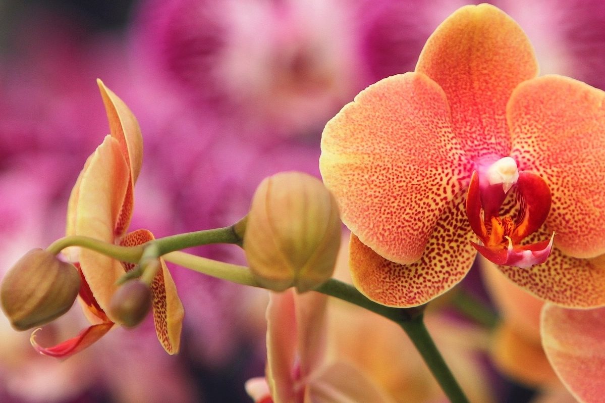 plantar orquídeas