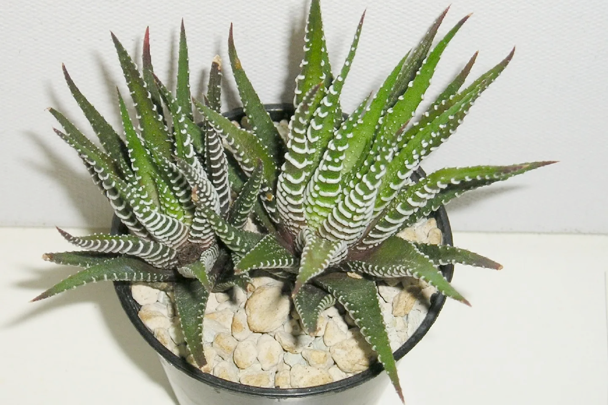 Haworthia Fasciata