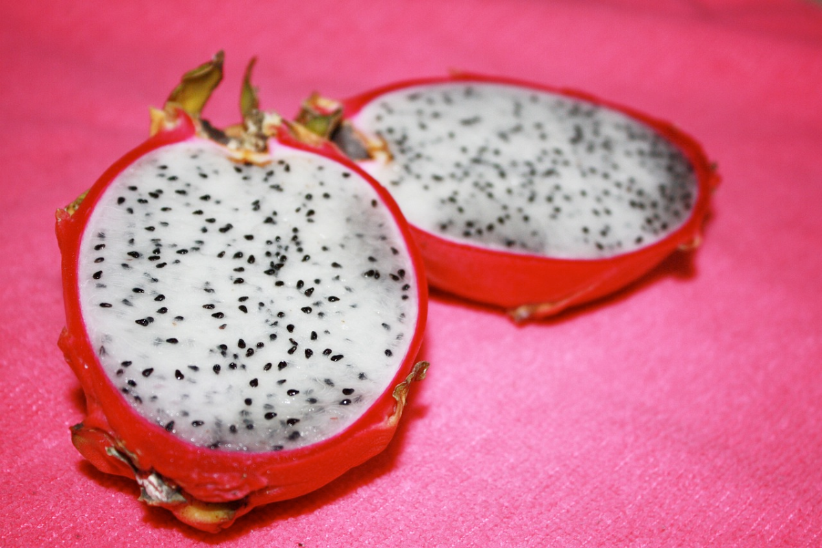 Pé de Pitaya